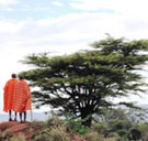 Masai Mara Reserve, Kenya – Acacia Camp.  To Masai Tribesman beside an Acacia Tree