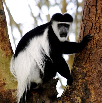 Colobus monkey in a tree