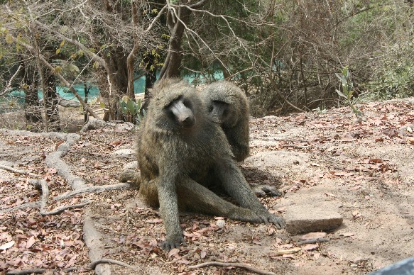 Yankari Baboons