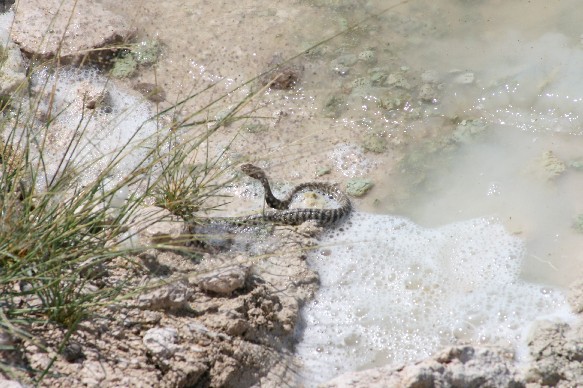 cobra-etosha.jpg