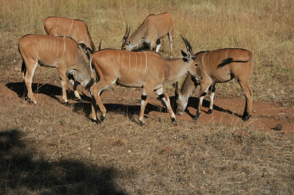 eland-farm.jpg