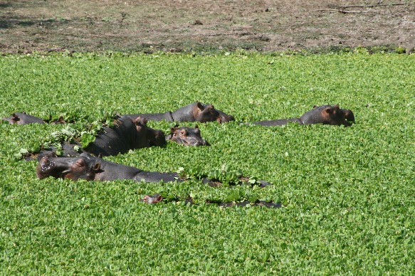 hippo-sth-luangwa.jpg