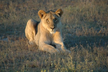 lion-etosha.JPG