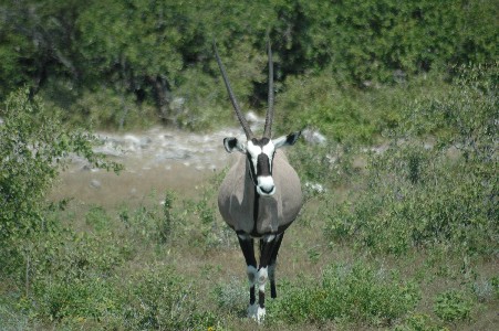 oryx-etosha.JPG