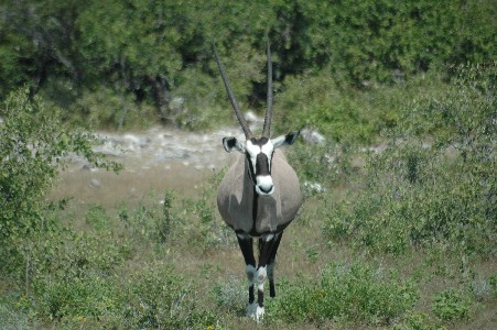 oryx-etosha.JPG