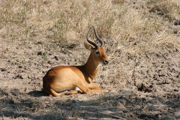 puku-sth-luangwa.jpg