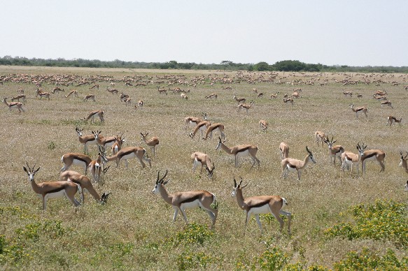 springbok-etosha.jpg