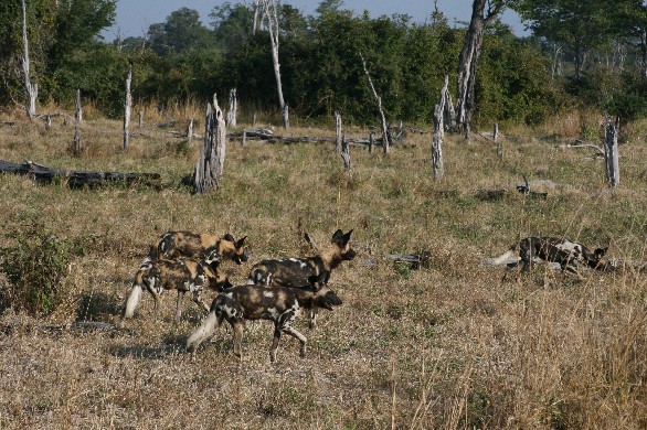 wil-dog-2-sth-luangwa.jpg