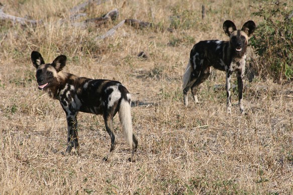 wild-dog-sth-luangwa.jpg