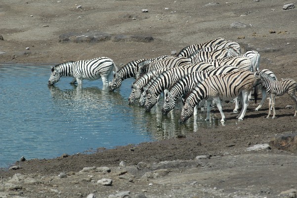 zebra-etosha.JPG