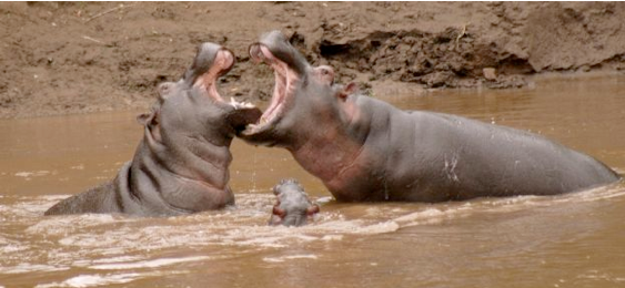 hippos in a  river fighting