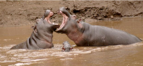 hippos in a river fighting
