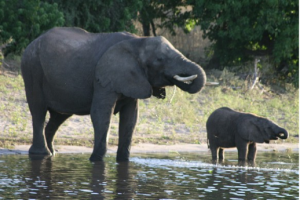An elephant and calf drinking from a river