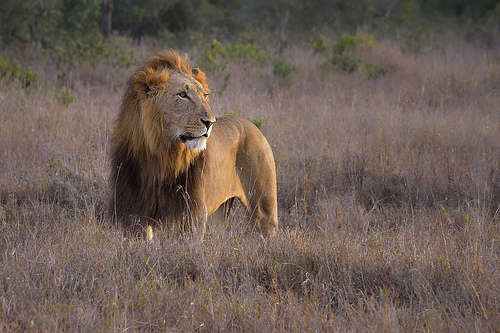 Male Lion at Sunrise, Ol Pejeta Conservancy, Kenya, East Africa