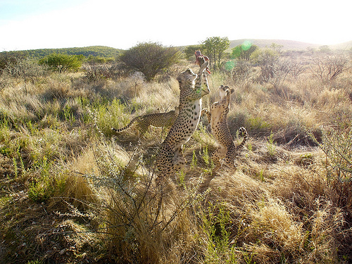 Three cheetahs jumping