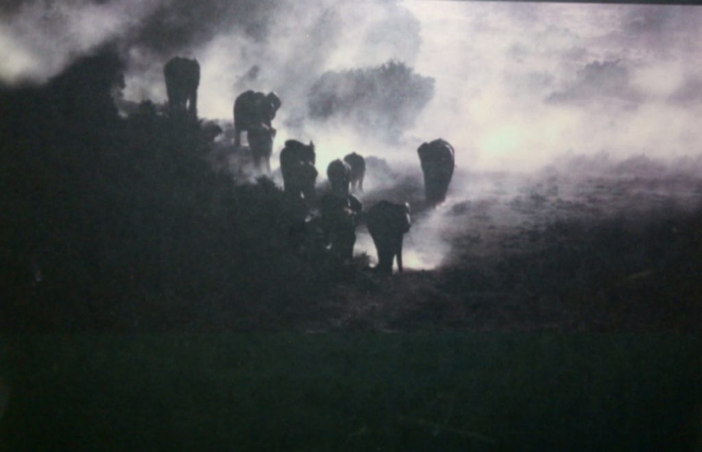 a herd of elephants walking through the dust at sunset