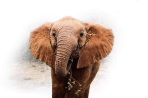 An orphaned African elephant