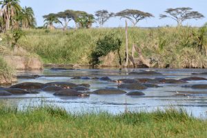 Hippos in a pool