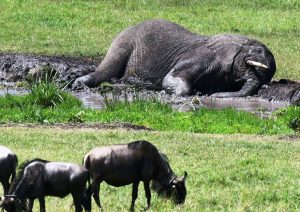 An Elephant Messing About